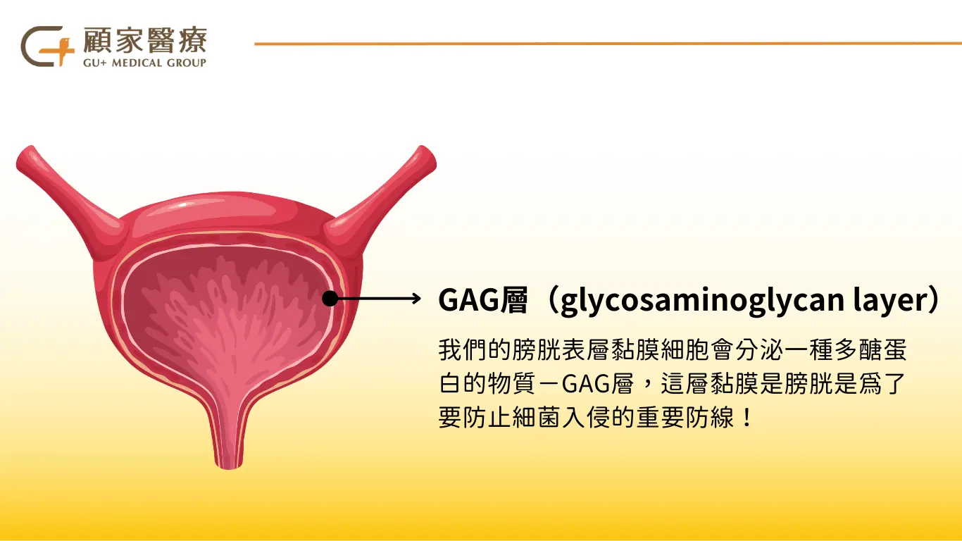 顧家醫療-膀胱內保護層GAG層介紹