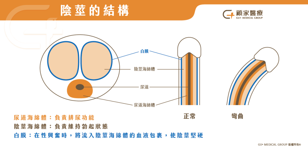 陰莖的結構